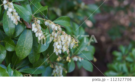 馬酔木(アセビ)の花 112327706