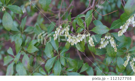 馬酔木(アセビ)の花 112327708