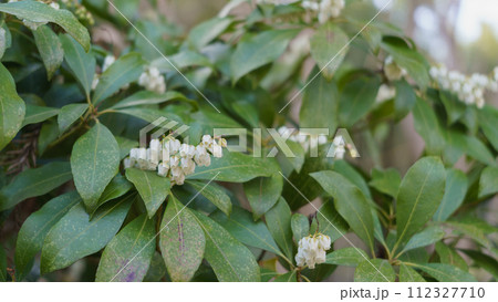 馬酔木(アセビ)の花 112327710