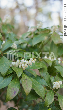 馬酔木(アセビ)の花 112327711