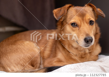 Redhead little dog sleeping on the couch Redhead little dog sleeping on the couch 112327785