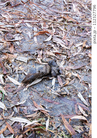 Dog poop on the ground on leaves Dog poop on the ground on leaves 112327796