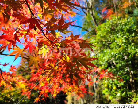 神奈川 箱根 秋 紅葉 112327812
