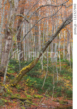 日本　青森県十和田市奥瀬蔦野湯にある湖沼郡、蔦七沼内にある蔦野鳥の森の紅葉 112327940