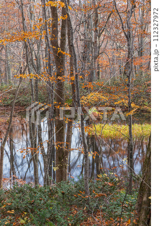 日本 青森県十和田市奥瀬蔦野湯にある湖沼郡、蔦七沼内にある鏡沼と紅葉 日本 青森県十和田市奥瀬蔦野湯にある湖沼郡、蔦七沼内にある鏡沼と紅葉 112327972