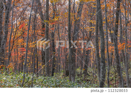 日本 青森県十和田市奥瀬蔦野湯にある湖沼郡、蔦七沼内にある蔦野鳥の森の紅葉 日本 青森県十和田市奥瀬蔦野湯にある湖沼郡、蔦七沼内にある蔦野鳥の森の紅葉 112328033