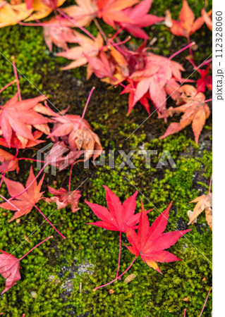 クローズアップされた紅葉の落ち葉 クローズアップされた紅葉の落ち葉 112328060
