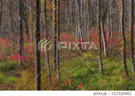 日本　青森県十和田市奥瀬蔦野湯にある湖沼郡、蔦七沼内にある蔦野鳥の森の紅葉 112328061