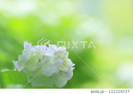 雨上がりに紫陽花の花の上を散歩するカタツムリ 112328537