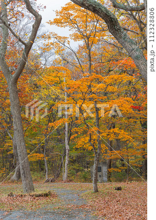 日本　青森県十和田市奥瀬十和田湖畔休屋の十和田湖の御前ヶ浜沿いの紅葉 112328806