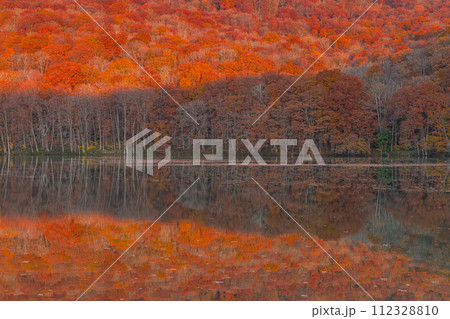 日本 青森県十和田市奥瀬蔦野湯にある蔦沼の水鏡に映る朝焼けで赤く染まる紅葉 日本 青森県十和田市奥瀬蔦野湯にある蔦沼の水鏡に映る朝焼けで赤く染まる紅葉 112328810