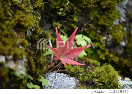苔の上に落ちた紅葉 苔の上に落ちた紅葉 112329143