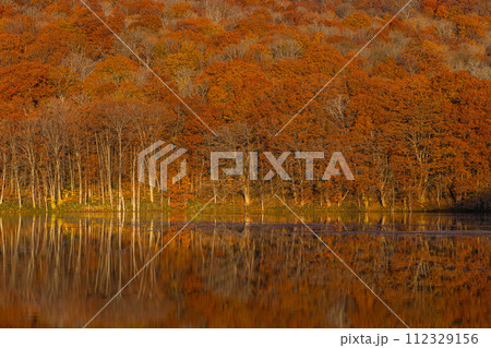 日本　青森県十和田市奥瀬蔦野湯にある蔦沼の水鏡に映る朝焼けで赤く染まる紅葉 112329156
