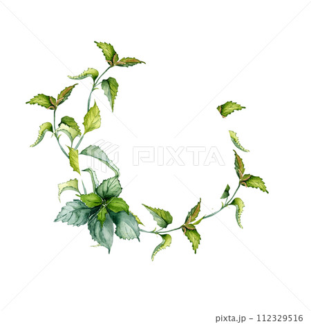 Circle frame of nettle stem herbal plant watercolor illustration isolated on white background. Wreath of Urtica dioica. Green leaves, useful herb hand drawn. Design for label, package, postcard 112329516