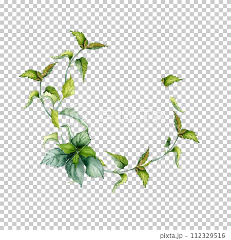Circle frame of nettle stem herbal plant watercolor illustration isolated on white background. Wreath of Urtica dioica. Green leaves, useful herb hand drawn. Design for label, package, postcard 112329516