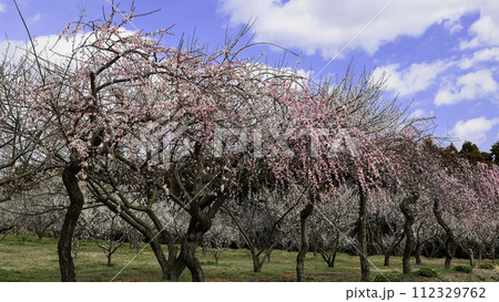 白紅梅林(16:9) 白紅梅林(16:9) 112329762