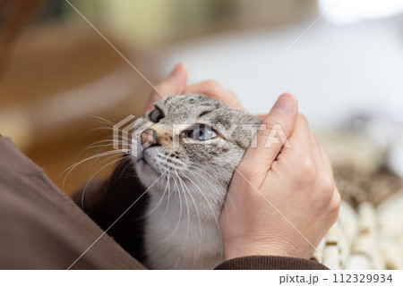 ネコを撫でる 112329934