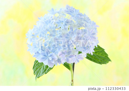 水色のアジサイ　万華鏡　明るい黄色系の背景 112330433
