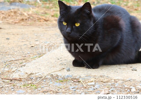 ゆずの里毛呂山町の里山で暮らす黒い野良猫が見つめる光景 112330516