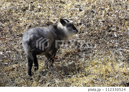 可愛いかもしか 112330524