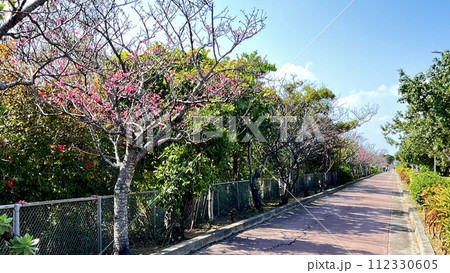 沖縄那覇漫湖公園のヒカンザクラ並木 112330605