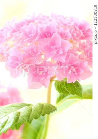 ピンク色のアジサイ　細かい八重咲の花が密集　明るい背景 112330819