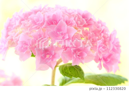 ピンク色のアジサイ　細かい八重咲の花が密集　明るい背景 112330820