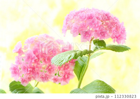ピンク色のアジサイ　細かい八重咲の花が密集　明るい背景 112330823