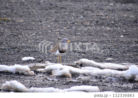 野鳥のケリ 野鳥のケリ 112330863