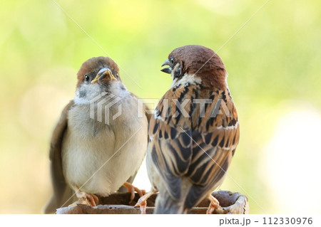 スズメの巣立ち雛　エサちょうだい　緑の自然背景 112330976