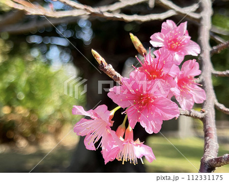 沖縄那覇市内の公園に咲いたヒカンザクラの花 沖縄那覇市内の公園に咲いたヒカンザクラの花 112331175