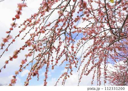 青空に映える紅梅の花 112331200