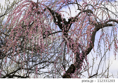 紅梅のしだれ梅の写真素材 [112331203] - PIXTA