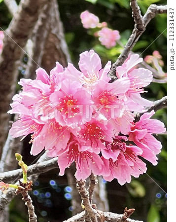 沖縄那覇市内の公園に咲いたヒカンザクラの花 112331437