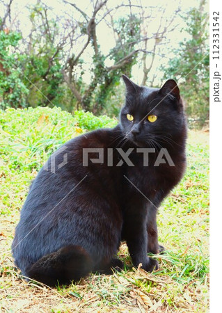 里山の野原に座って可愛く見つめる黒猫の光景 112331542