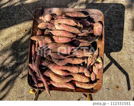 一輪車の上のサツマイモ~実りの秋~ 一輪車の上のサツマイモ~実りの秋~ 112331581