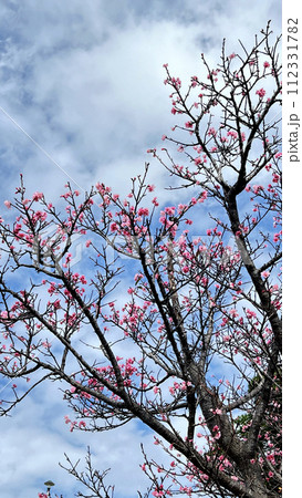 沖縄那覇市内の公園に咲いたヒカンザクラの花 112331782