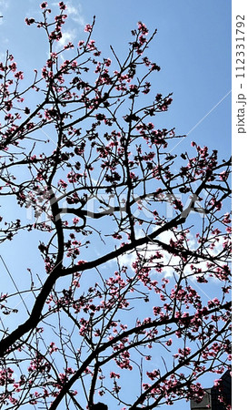 沖縄那覇市内の公園に咲いたヒカンザクラの花 112331792