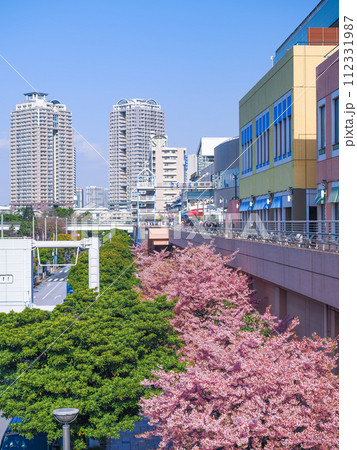 （東京都）早咲き桜咲く、お台場海浜公園・シーサイドテラス 112331987