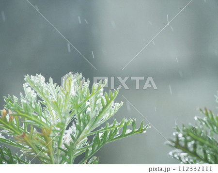 雨の降る日の庭木　風景写真 112332111