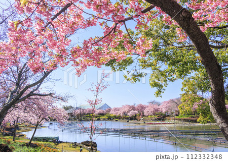 なばなの里 満開の河津桜とチューリップ なばなの里 満開の河津桜とチューリップ 112332348