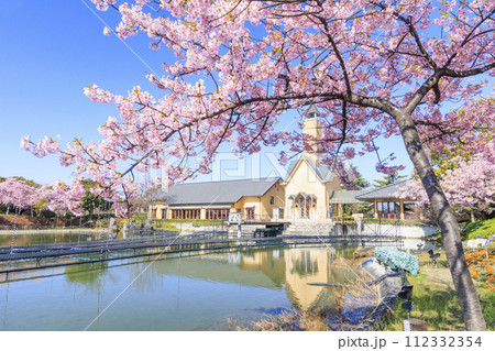 なばなの里　満開の河津桜とチューリップ 112332354