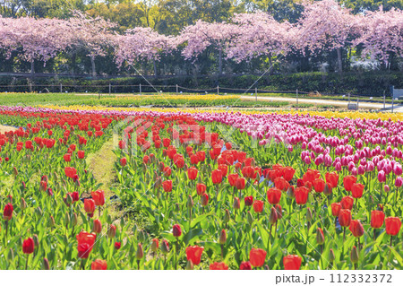 なばなの里 満開の河津桜とチューリップ なばなの里 満開の河津桜とチューリップ 112332372