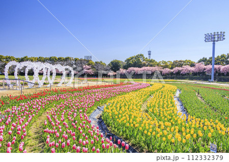 なばなの里　満開の河津桜とチューリップ 112332379