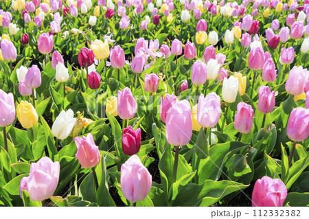 なばなの里　満開の河津桜とチューリップ 112332382