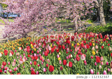 なばなの里　満開の河津桜とチューリップ 112332387