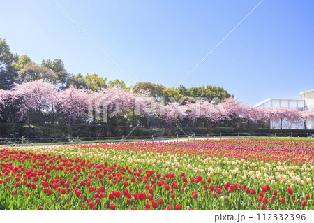 なばなの里 満開の河津桜とチューリップ なばなの里 満開の河津桜とチューリップ 112332396