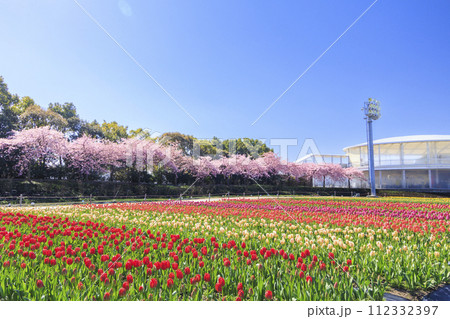 なばなの里　満開の河津桜とチューリップ 112332397