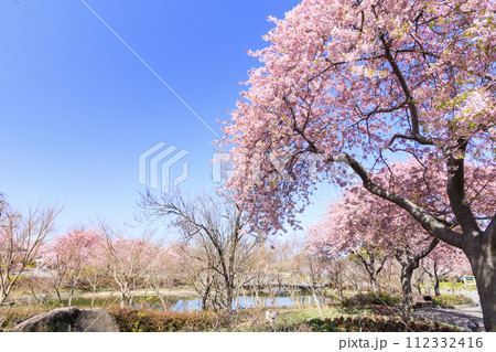 なばなの里　満開の河津桜とチューリップ 112332416