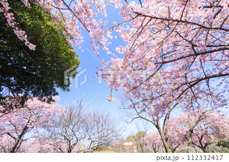 なばなの里 満開の河津桜とチューリップ なばなの里 満開の河津桜とチューリップ 112332417